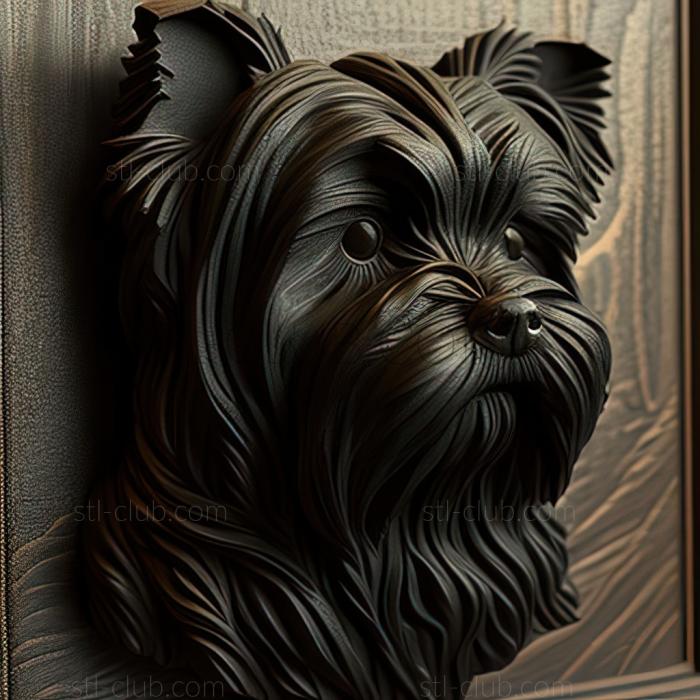 st Affenpinscher dog